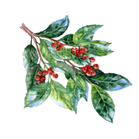 Hand drawn Holly branch with painterly leaves and red berries in watercolor technique png