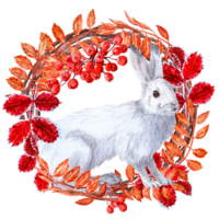 White Hare sitting in round vignette of ashberries and red frosted leaves png