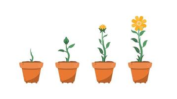 flower growth process in pod, beautiful flower in front of house in flat style, suitable for poster and web icon vector