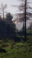 Pine Tree Forrest in the Montains video