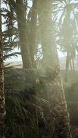 sunset in the desert above the oasis with palm trees and sand dunes video