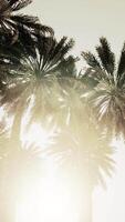 Underside of the coconuts tree with clear sky and shiny sun video