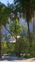 desert island with palm trees on the beach video