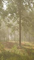 Rays of sunlight in a misty forest in autumn create a magical mood video