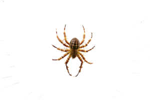 Detailed spider web structure with spider in center, showcasing natural beauty and precision of web design. png