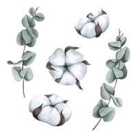 Cotton inflorescences and eucalyptus. Watercolor illustration. Isolated objects from a large set of COZY WINTER. For decoration, design, compositions, decor vector