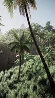 Lush Jungle With Palm Trees and Mountains video