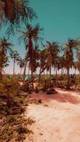 Sandy Beach With Palm Trees and Ocean video