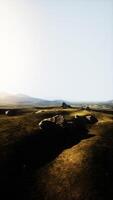 Grassy Plain With Rocks in Foreground video