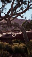 Lone Tree in Nevada Desert With Mountain Backdrop video