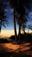 Two Palm Trees in Field video