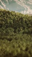 Sparse Grass in Desert Aerial View video