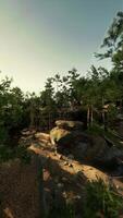 Lush Forest Landscape With Rocks and Trees video