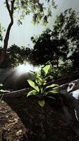 Sunlight Filters Through Trees in Forest video