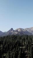 A view of a forest with mountains in the background video