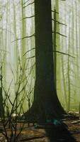 A forest filled with lots of tall trees video