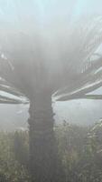 une paume arbre dans le milieu de une brumeux champ video