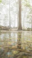 A stream running through a lush green forest video