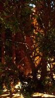 A narrow alley with a tree in the middle of it video