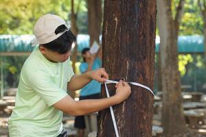 Asian child uses a tape measure to measure the circumference of a tree trunk. To study the carbon storage of trees photo