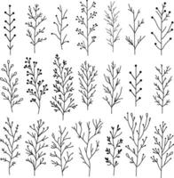 Set of hand drawn doodle branches. black floral design elements on white background. Collection of branches and twigs illustration. vector