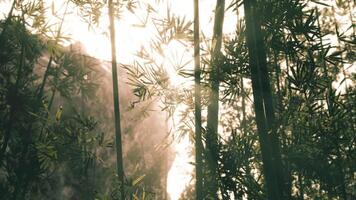 Sunlight filtering through bamboo forest in the early morning hours video