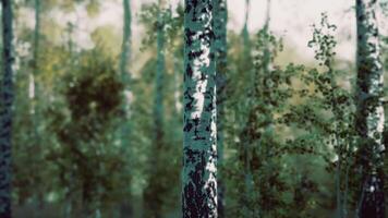Group of Birch Trees Standing in Woods video