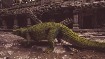 Crocodile exploring the ancient ruins of a jungle temple during daylight video