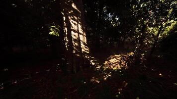 Sunlight casting intricate shadows on trees in a tranquil forest setting video