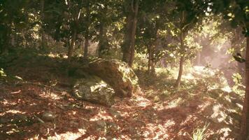 Tranquil forest glade with sunlit foliage and a large moss covered rock video