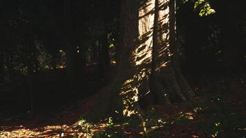 Sunlight filters through trees creating intricate patterns in a forest video