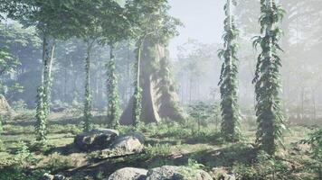 Dense Forest With Trees and Rocks video
