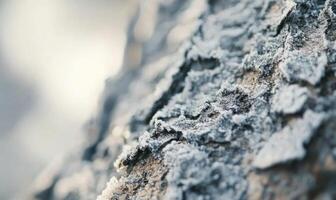 A tree branch covered in ice photo
