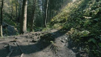 Sunlight filtering through trees on hiking trail in lush forest video