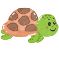 Coral and marine life Little turtle png