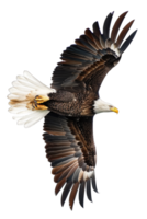 Bald eagle flying in the air with its wings spread png