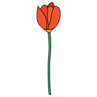 Tulip hand-drawing style with transparent background in a wild flower concept, illustration png