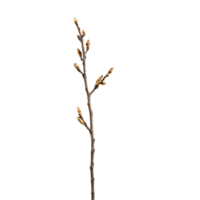 Dried twig isolated on a transparent background png