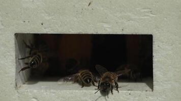 Bees, pollen, hive - Close-up view of bees with colorful pollen on legs near beehive entrance, slow motion, pollination process in nature. Apis mellifera video