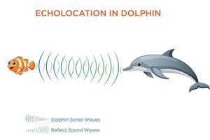 How Dolphins Use Echolocation Nature's Sonar for Navigation and Hunting vector