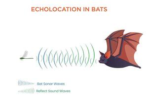 Echolocation in Bats Using Sound Waves to Navigate and Hunt in the Dark vector