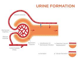 Urine Formation Process of Filtration, Reabsorption, and Secretion in the Kidneys vector