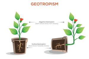 Geotropism How Plants Respond to Gravity for Root and Shoot Growth vector