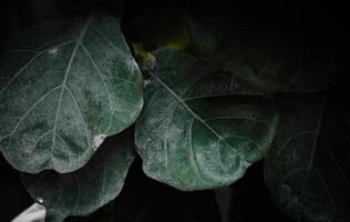 Dark green leave texture for background,Leave texture Background. photo