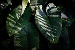 Dark green leave texture for background,Leave texture Background. photo