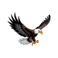 Majestic Bald Eagle in Flight with Spread Wings vector