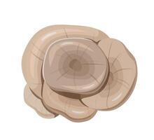Top View Illustration of Oyster Mushrooms Cluster vector
