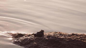 Close up of frog in the wild. Wild frog sitting on near water pond video
