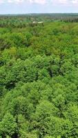 Coniferous and deciduous trees. Vertical video