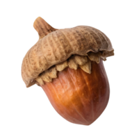 An acorn isolated on a transparent background png